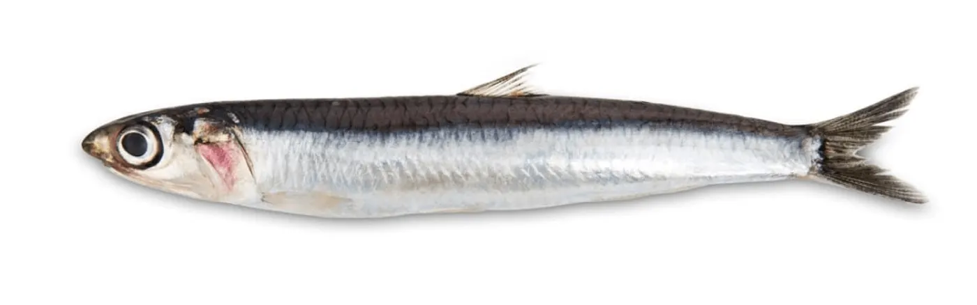 Anchovy