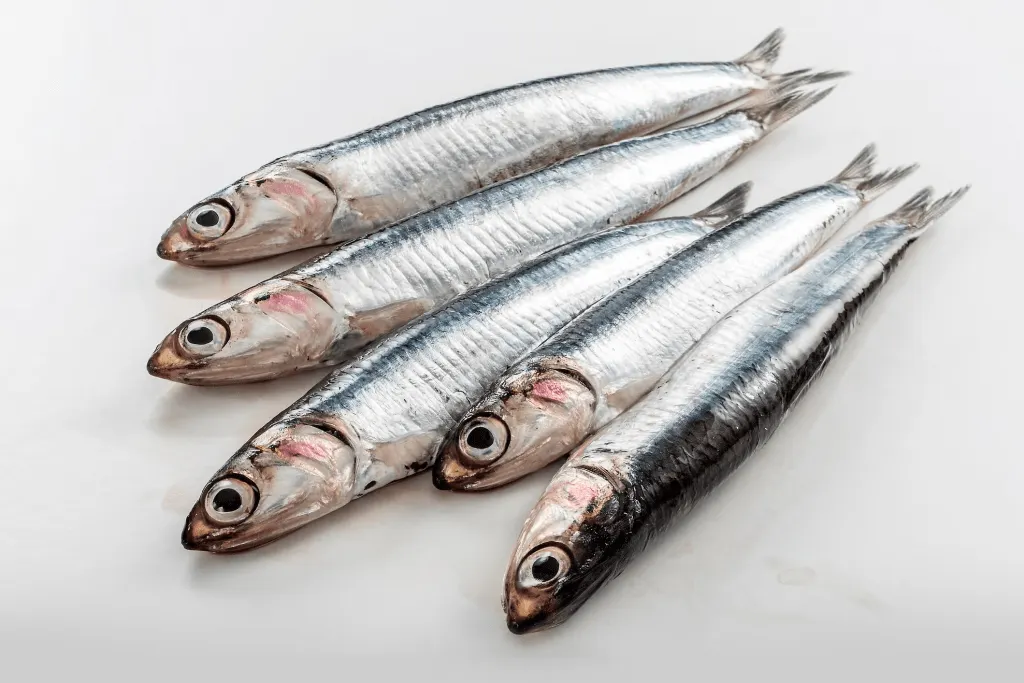 Anchovy 2