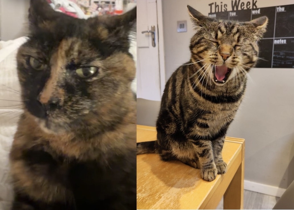 my cats